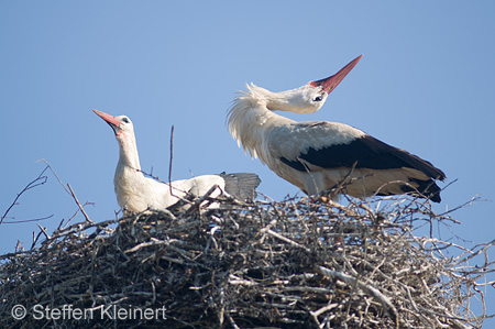 Weißstorch, Ciconia ciconia 005